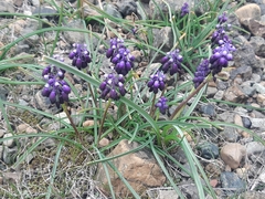 Muscari commutatum