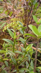 Epidendrum dendrobioides