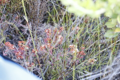 Crassula pruinosa