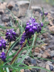 Muscari commutatum