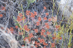 Crassula pruinosa