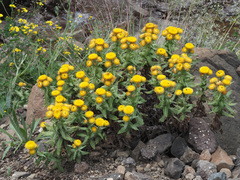 Helichrysum tenax