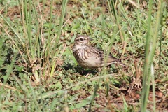 Galerida modesta
