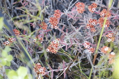 Crassula pruinosa