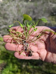 Claytonia parviflora