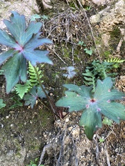 Delphinium cardinale