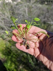 Claytonia parviflora