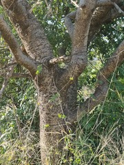 Commiphora glandulosa