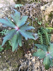 Delphinium cardinale