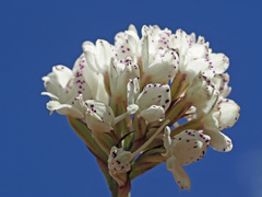 Disa cephalotes cephalotes