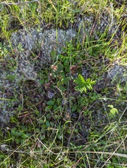 Pentagramma triangularis