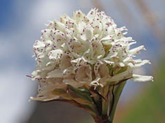 Disa cephalotes cephalotes