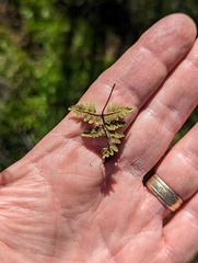 Pentagramma triangularis