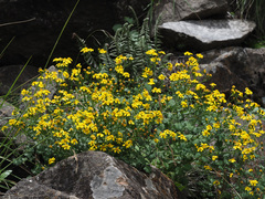 Cineraria dieterlenii