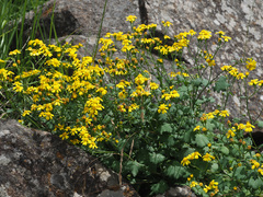 Cineraria dieterlenii