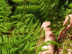 Hypolepis sparsisora