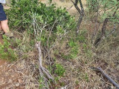 Euclea sekhukhuniensis