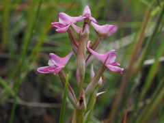 Disa stricta