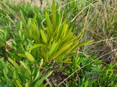 Euclea sekhukhuniensis