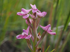 Disa stricta