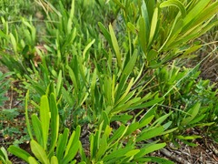 Euclea sekhukhuniensis