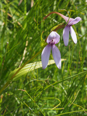 Brownleea macroceras