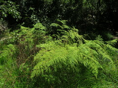 Hypolepis sparsisora