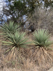 Yucca treculiana