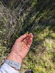 Claytonia parviflora