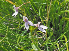 Brownleea macroceras