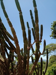 Cereus hildmannianus
