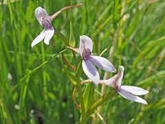 Brownleea macroceras