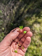 Claytonia parviflora