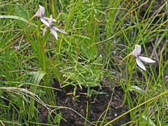 Brownleea macroceras