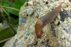 Deroceras panormitanum