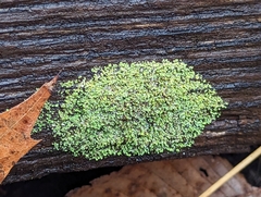 Phaeophyscia adiastola