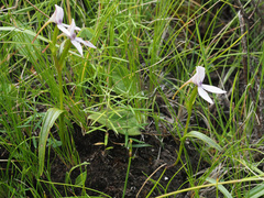 Brownleea macroceras