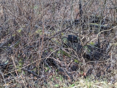 Phaeophyscia adiastola