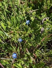 Nemophila menziesii