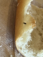 Drosophila melanogaster