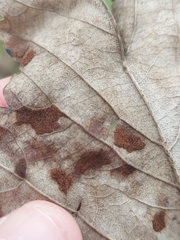 Aceria pseudoplatani