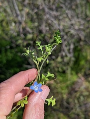 Nemophila menziesii