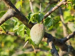 Commiphora schimperi