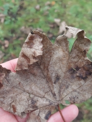 Aceria pseudoplatani