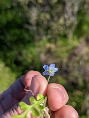 Nemophila menziesii