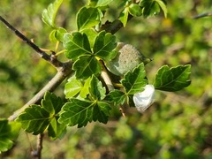 Commiphora schimperi