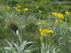 Senecio macrospermus