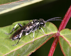 Macrophya