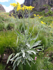 Senecio macrospermus