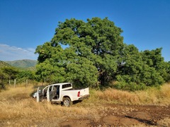 Sclerocarya birrea caffra